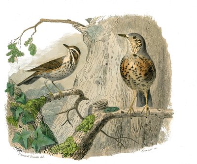 Přírodovědná tabule: Zoologická tabule představující konirostózní pěvce (kónický zobák). Prokletí a odtoky. Deska čerpaná z devíti svazků o ptácích v "" Works complete of Buffon """, kterou napsal přírodovědec Georges Louis Leclerc, hrabě z Buffonu (1 od Edouard Travies