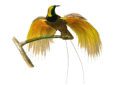 Přírodovědná tabule: Zoologická tabule představující jehličnaté pěvce od Edouard Travies