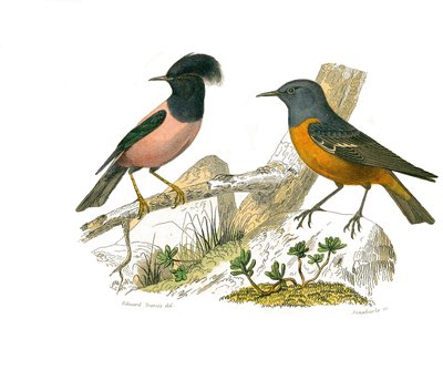 Přírodovědná tabule: Zoologická tabule představující jehličnaté pěvce od Edouard Travies