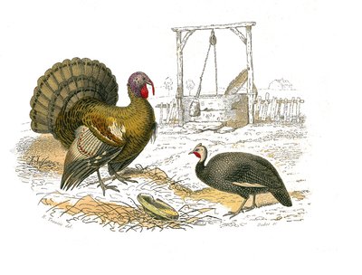 Přírodovědná tabule: Zoologická tabule představující gallinace: krocan kohout od Edouard Travies