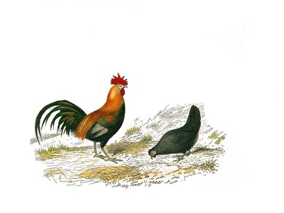 Přírodovědná tabule: Zoologická tabule představující galinace: kohouta a slepice. Deska čerpaná z devíti svazků o ptácích v "" Works Complete of Buffon """, kterou napsal přírodovědec Georges Louis Leclerc, hrabě z Buffonu od Edouard Travies