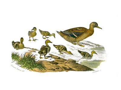 Přírodovědná tabule: Zoologická tabule představující lamellirostrózní palmopédy (s lamelami nebo zuby). Kachna a její mláďata. Deska čerpaná z devíti svazků o ptácích v "" Works complete of Buffon """, kterou napsal přírodovědec Georges Louis Leclerc, od Edouard Travies