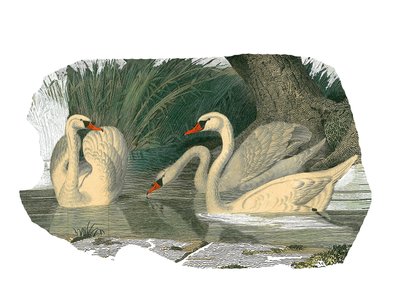 Přírodovědná tabule: Zoologická tabule představující lamellirostrózní palmípedy od Edouard Travies
