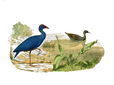 Přírodovědná tabule: Zoologická tabule představující longirostrózní stínování (dlouhý a štíhlý zobák): sultánská slepice (sultánská slepice) a vodní slípka. Deska čerpaná z devíti svazků o ptácích v knize „Dokončená díla Buffona“““, kterou napsal přírodově od Edouard Travies