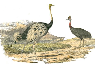 Přírodovědná tabule: Zoologická tabule představující brodivce: pštrosa a kasoára. Deska čerpaná z devíti svazků o ptácích v "" Works Complete of Buffon """, kterou napsal přírodovědec Georges Louis Leclerc, hrabě z Buffonu (1707-1788) v letech 1749 až 1785 od Edouard Travies