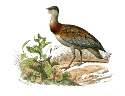 Přírodovědná tabule: Zoologická tabule představující bahňáky: dropa. Deska čerpaná z devíti svazků o ptácích v „“Works Complete of Buffon”””, kterou napsal přírodovědec Georges Louis Leclerc, hrabě z Buffonu (1707-1788) v letech 1749 až 1785. Illus od Edouard Travies
