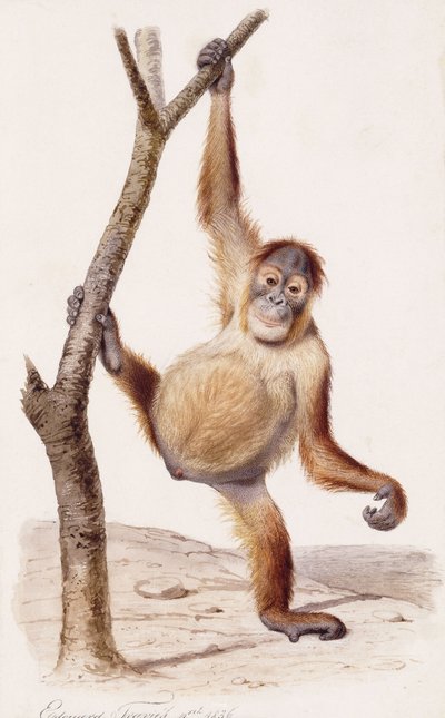 Orangutan, 1836 od Edouard Travies