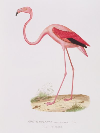 Phenicopterus americanus (Flamenco) (sic) ryl Fournier, pub. od Bougearda od Edouard Travies