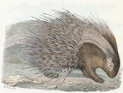 Vepřový epos (porc-epos) - „Abeceda ilustruje zvířata“ 19. století (rytina) od Edouard Travies
