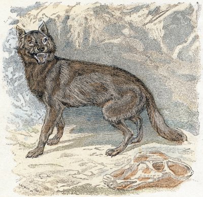 Vlk- „abeceda ilustruje zvířata“ 19. století (gravírování) od Edouard Travies