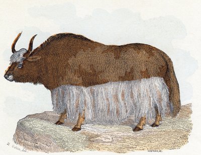 Yack (yak) - „Abeceda ilustruje zvířata“ 19. století (rytina) od Edouard Travies