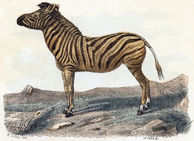 Zebra - "Abeceda ilustruje zvířata" 19. století (rytina) od Edouard Travies