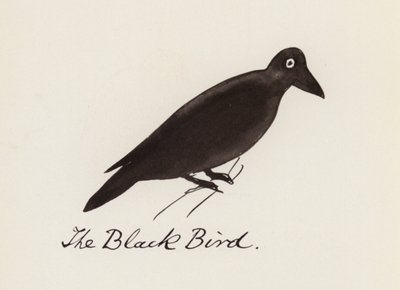 Edward Lear, The Bird Book: The Black Bird (barevné lito) od Edward (after) Lear