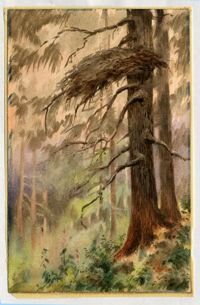 Goshawks nest, 1898-99 (wc na papíře) od Edward Adrian Wilson