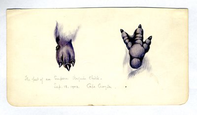 Dvě studie nohy kuřátka tučňáka císařského, 1901-04 (wc na papíře) od Edward Adrian Wilson