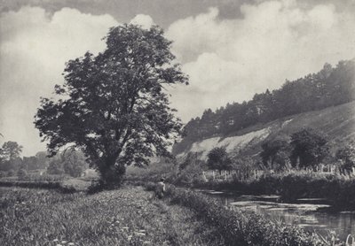 Velký jasan na hlavním převozníku, Leckford (čb fotografie) od Edward Alfred Barton