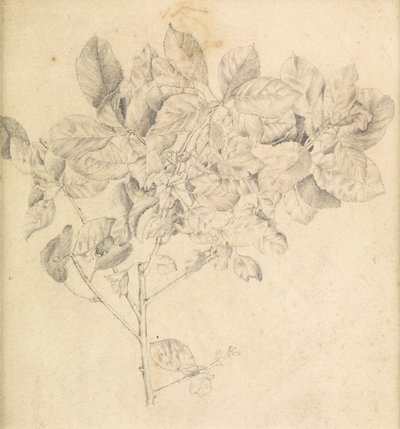 Studie pro jablečný sad od Edward Burne Jones