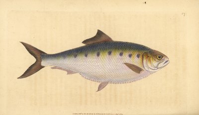Allis shad, Alosa alosa (Shad, Clupea alosa). Ručně kolorovaný mědiryt nakreslený a rytý Edwardem Donovanem z jeho Natural History of British Fishes, Donovan a F.C. a J. Rivington, Londýn od Edward Donovan