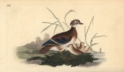 Americká dřevěná kachna (samice a mláďata). Ručně kolorovaný mědiryt nakreslený a rytý Edwardem Donovanem z jeho vlastní „Přírodopisné historie britských ptáků“, Londýn od Edward Donovan