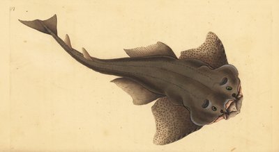 Angelshark, Squatina squatina. Kriticky ohrožený. (Žralok andělský, Squallus squatinus). Ručně kolorovaný mědiryt nakreslený a rytý Edwardem Donovanem z jeho Natural History of British Fishes, Donovan a F.C. a J. Rivington, Londýn od Edward Donovan