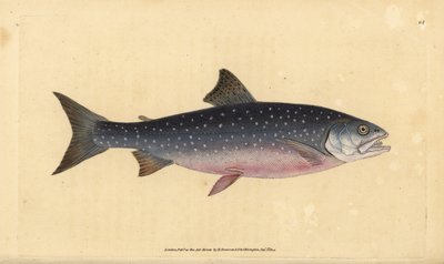 Arktický siven, Salvelinus alpinus alpinus (losos alpský, Salmo alpinus). Ručně kolorovaný mědiryt nakreslený a rytý Edwardem Donovanem z jeho Natural History of British Fishes, Donovan a F.C. a J. Rivington, Londýn od Edward Donovan