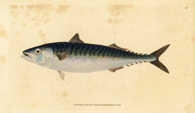 Atlantská makrela, Scomber scombrus (Mackarel, Scomber scomber). Ručně kolorovaný mědiryt nakreslený a rytý Edwardem Donovanem z jeho Natural History of British Fishes, Donovan a F.C. a J. Rivington, Londýn od Edward Donovan