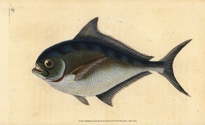 Pomfret atlantický, Brama brama (Rayova zubatá pozlacená hlava, Sparus raii). Ručně kolorovaný mědiryt nakreslený a rytý Edwardem Donovanem z jeho Natural History of British Fishes, Donovan a F.C. a J. Rivington, Londýn od Edward Donovan