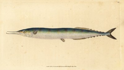 Atlantský saurus, Scomberesox saurus saurus (Skipper štika, Esox saurus). Ručně kolorovaný mědiryt nakreslený a rytý Edwardem Donovanem z jeho Natural History of British Fishes, Donovan a F.C. a J. Rivington, Londýn od Edward Donovan