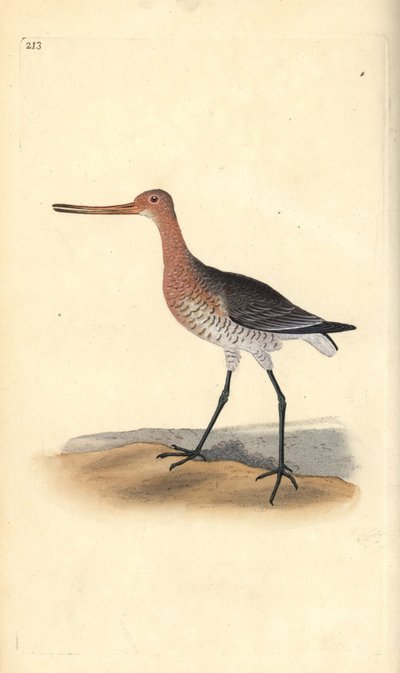 břehouš barocasý (samice), Limosa lapponica. Ručně kolorovaný mědiryt nakreslený a rytý Edwardem Donovanem z jeho vlastní „Přírodopisné historie britských ptáků“, Londýn od Edward Donovan
