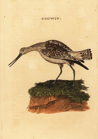 břehouš barocasý, Limosa lapponica od Edward Donovan