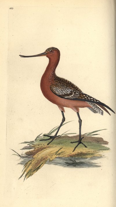 Břehule říční, Limosa lapponica. Ručně kolorovaná mědirytina, kterou nakreslil a vyryl Edward Donovan podle své vlastní "Natural History of British Birds", Londýn. od Edward Donovan