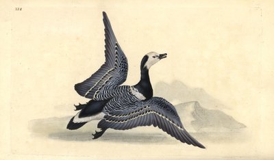 Barnacle husa, Branta leucopsis. Ručně kolorovaný mědiryt nakreslený a rytý Edwardem Donovanem z jeho vlastní „Přírodopisné historie britských ptáků“, Londýn od Edward Donovan