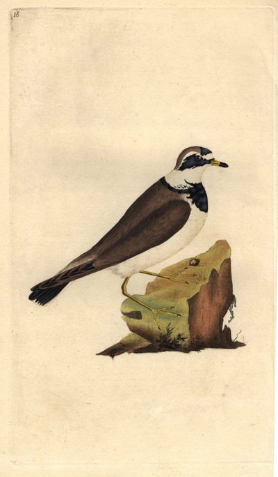 Velký štěrk. Charadrius hiaticula. Mědirytina Edwarda Donovana (1768-1837), publikovaná v Natural History of British Birds, Londýn od Edward Donovan
