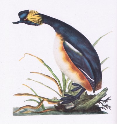 Black Necked Grebe, Nature in Britain vydáno Collinsem, 1946 od Edward Donovan