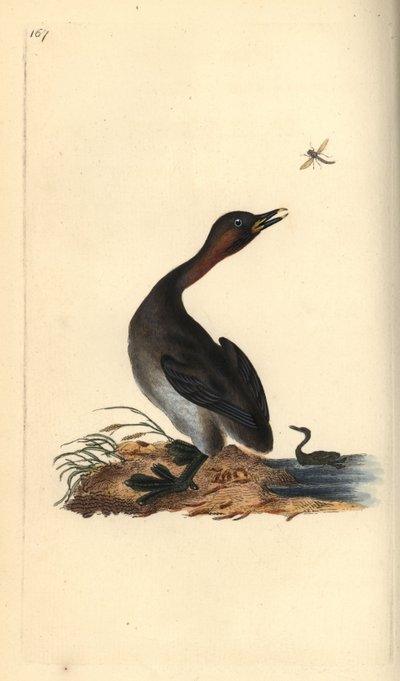 Potápka brada černá, Podiceps hebridicus. (Potápka, Tachybaptus ruficollis?) Ručně kolorovaný mědiryt nakreslený a rytý Edwardem Donovanem z jeho vlastní „Přírodopisné historie britských ptáků“, Londýn od Edward Donovan