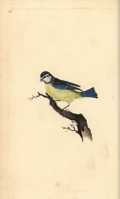Sýkora modřinka, Cyanistes caeruleus. Ručně kolorovaný mědiryt nakreslený a vyrytý Edwardem Donovanem z jeho vlastní „Přírodopisné historie britských ptáků“, Londýn od Edward Donovan