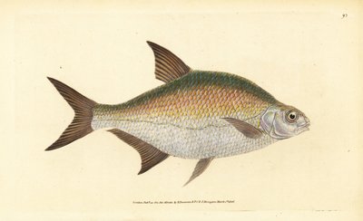 Cejn, Abramis brama (Cyprinus brama). Ručně kolorovaný mědiryt nakreslený a rytý Edwardem Donovanem z jeho Natural History of British Fishes, Donovan a F.C. a J. Rivington, Londýn od Edward Donovan