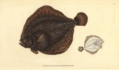 Brill nebo Pearl, Scophthalmus rhombus (Pleuronectes rhombus). Ručně kolorovaný mědiryt nakreslený a rytý Edwardem Donovanem z jeho Natural History of British Fishes, Donovan a F.C. a J. Rivington, Londýn od Edward Donovan