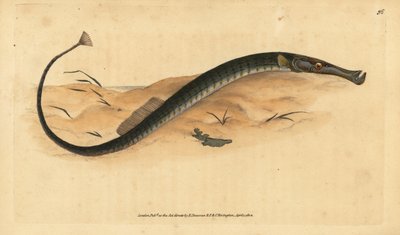 Širokonosý nebo kratší dírkonoš. Syngnathus typhle. Ručně kolorovaná mědirytina nakreslená a vyrytá Edwardem Donovanem z jeho Natural History of British Fishes, Donovan and F.C. and J. Rivington, London. od Edward Donovan