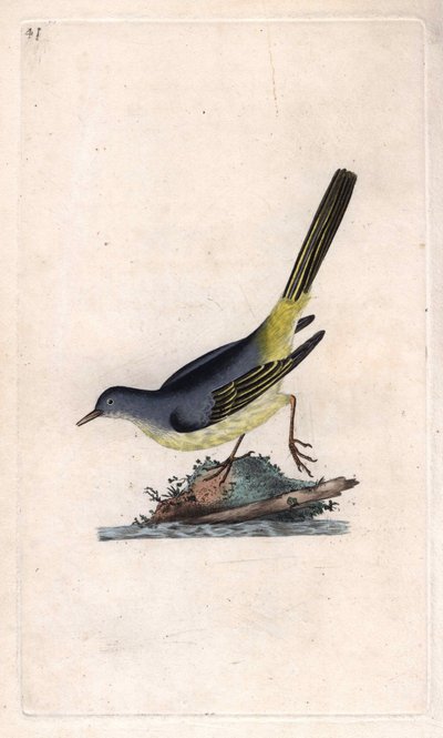 Brook Shepherd. Motacilla cinerea (Motacilla boarula). Mědirytina Edwarda Donovana (1768-1837), publikovaná v Natural History of British Birds, Londýn od Edward Donovan