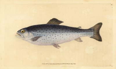 Pstruh obecný, Salmo trutta (Sewen, Salmo cambricus). Ručně kolorovaný mědiryt nakreslený a rytý Edwardem Donovanem z jeho Natural History of British Fishes, Donovan a F.C. a J. Rivington, Londýn od Edward Donovan