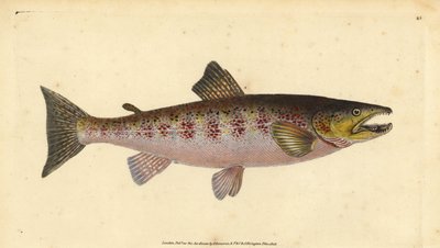 Pstruh obecný, Salmo trutta fario (Pstruh, Salmo fario). Ručně kolorovaný mědiryt nakreslený a rytý Edwardem Donovanem z jeho Natural History of British Fishes, Donovan a F.C. a J. Rivington, Londýn od Edward Donovan