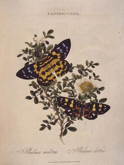 Motýli: Phalaena Militaris, Phalaena Lectrix, hospoda. umělcem od Edward Donovan