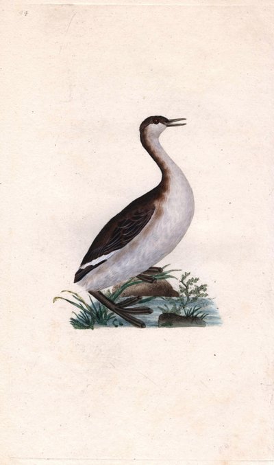 Potápka Castagny. Tachybaptus ruficollis (Podiceps nigricans). Mědirytina Edwarda Donovana (1768-1837), publikovaná v Natural History of British Birds, Londýn od Edward Donovan