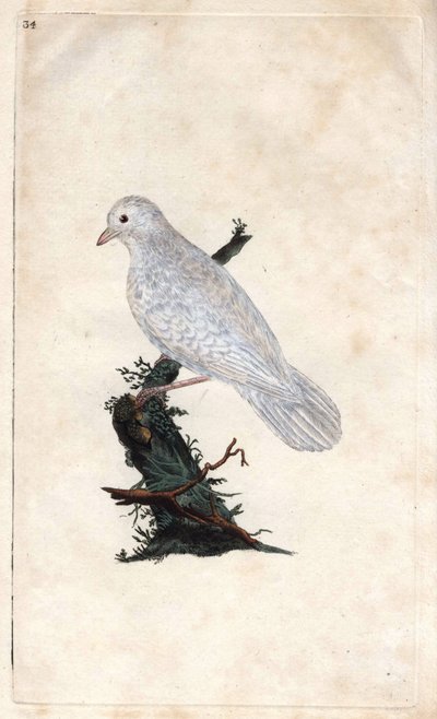 Chenes Jay. Garrulus glandarius. Mědirytina Edwarda Donovana (1768-1837), publikovaná v Natural History of British Birds, Londýn od Edward Donovan