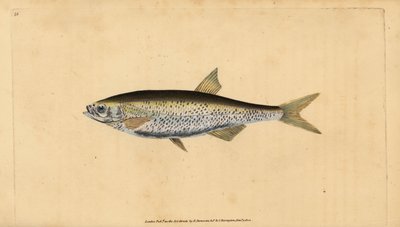 Obyčejný bezútěšný, Alburnus alburnus (Cyprinus alburnus). Ručně kolorovaný mědiryt nakreslený a rytý Edwardem Donovanem z jeho Natural History of British Fishes, Donovan a F.C. a J. Rivington, Londýn od Edward Donovan
