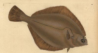 Dab obecný, Limanda limanda (Pleuronectes limanda). Ručně kolorovaný mědiryt nakreslený a rytý Edwardem Donovanem z jeho Natural History of British Fishes, Donovan a F.C. a J. Rivington, Londýn od Edward Donovan