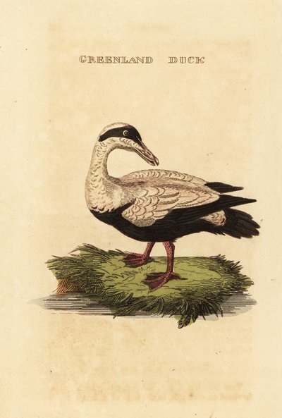 Kajka obecná, Somateria od Edward Donovan