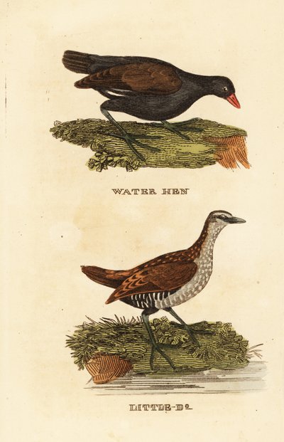 Slípka obecná, Gallinula chloropus a chřástal skvrnitý, Porzana porzana od Edward Donovan