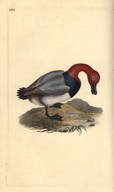 Sýkora obecná, Aythra ferina (samec). Ručně kolorovaná mědirytina, kterou nakreslil a vyryl Edward Donovan podle své vlastní "Natural History of British Birds", Londýn. od Edward Donovan